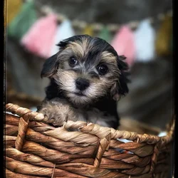 Male Morkie puppy named Ziggy for sale at Idaho Puppy - Nampa.