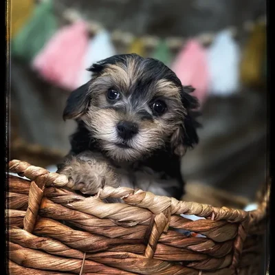 Male Morkie puppy named Ziggy for sale at Idaho Puppy - Nampa.
