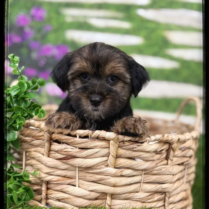 Male Yorkie puppy named Boog for sale at Idaho Puppy - Twin Falls.