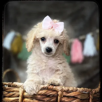 Available puppies