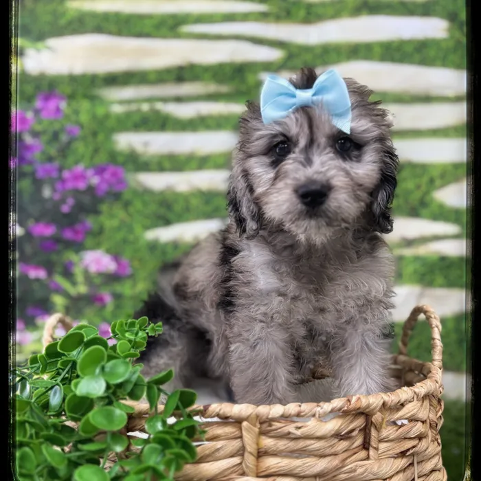 Female Goldendoodle puppy named Aesir for sale at Idaho Puppy - Coeur d'Alene.