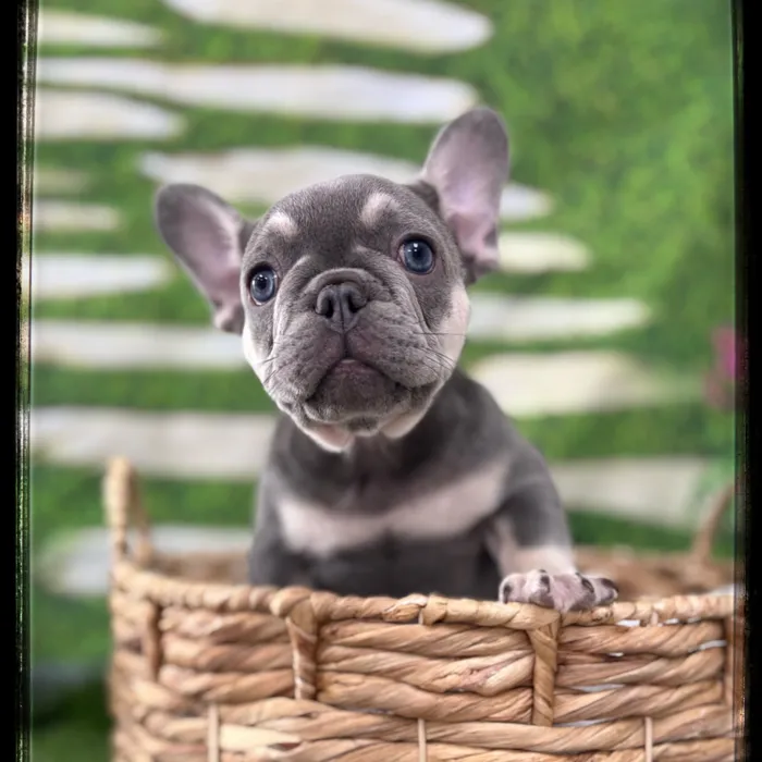 Female French Bulldog puppy named Pua for sale at Idaho Puppy - Twin Falls.