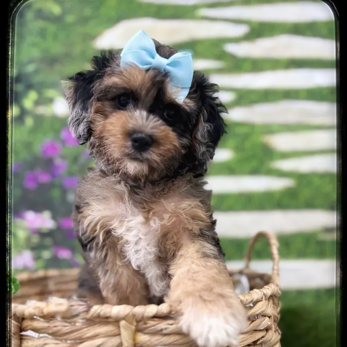 Female Cavapoo puppy named Darla for sale at Idaho Puppy - Coeur d'Alene.