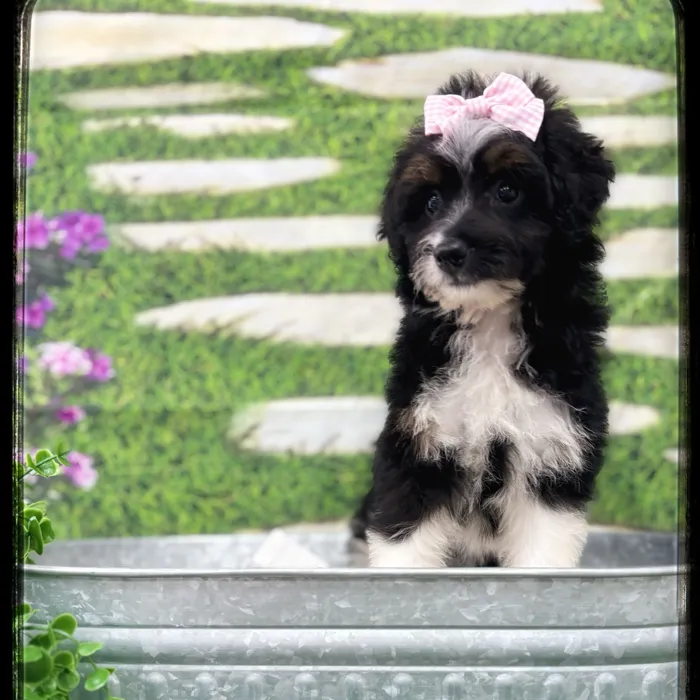 Female Aussiedoodle puppy named Betty for sale at Idaho Puppy - Nampa.