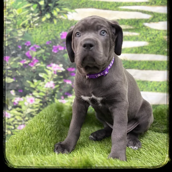 Female Cane Corso puppy named Athena for sale at Idaho Puppy - Twin Falls.