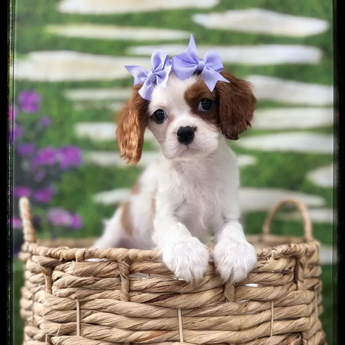 Female Cavalier King Charles Spaniel puppy named Saylor for sale at Idaho Puppy - Nampa.
