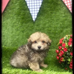 Male Pom-A-Poo puppy named Norris for sale at Idaho Puppy - Coeur d'Alene.