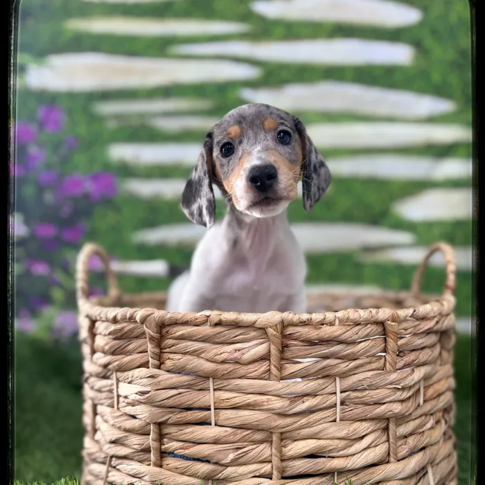Male Mini Dachshund puppy named Tuff for sale at Idaho Puppy - Nampa.