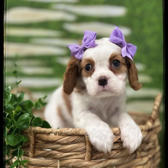 Female Cavalier King Charles Spaniel puppy named Palmer for sale at Idaho Puppy - Twin Falls.