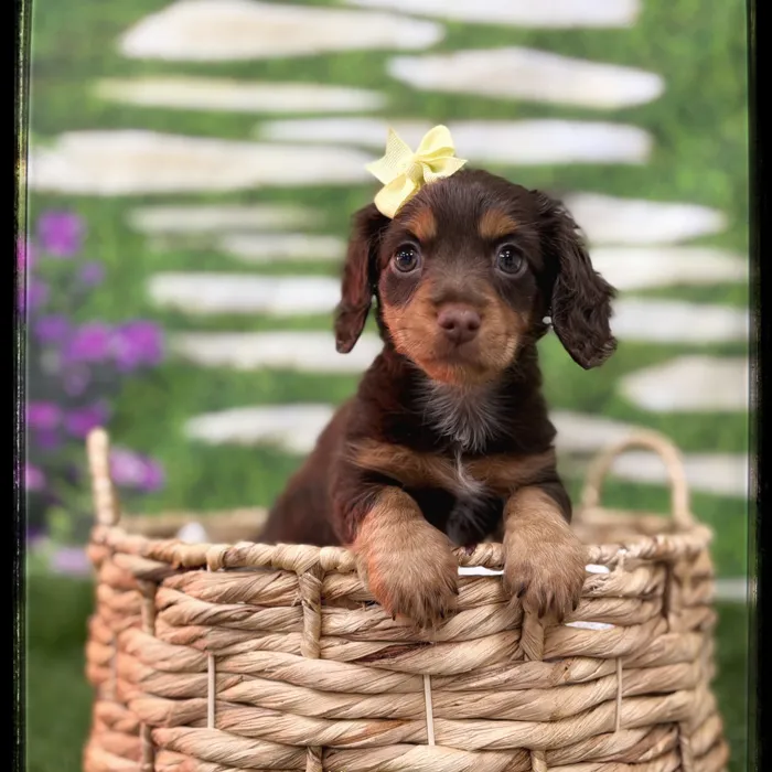 Female Mini Dachshund puppy named Alice for sale at Idaho Puppy - Nampa.