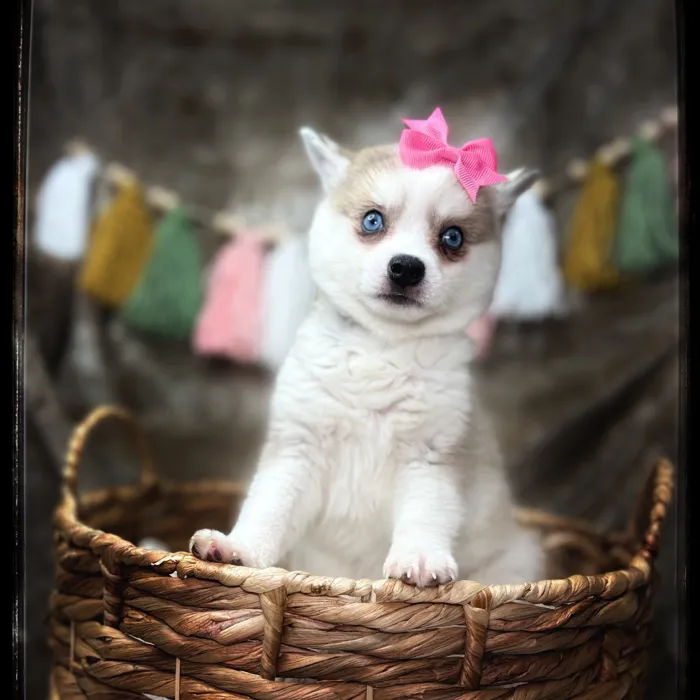 Female Alaskan Klee Kai puppy named Peach for sale at Idaho Puppy - Nampa.