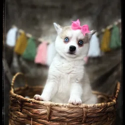 Female Alaskan Klee Kai puppy named Peach for sale at Idaho Puppy - Nampa.