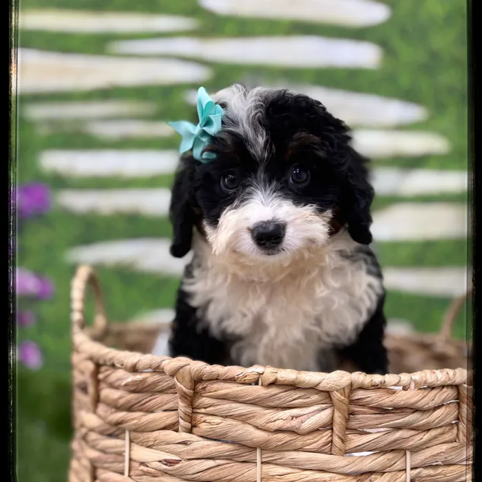 Female Mini Bernedoodle puppy named Lena for sale at Idaho Puppy - Nampa.