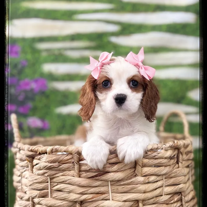 Female Cavalier King Charles Spaniel puppy named Sicily for sale at Idaho Puppy - Nampa.