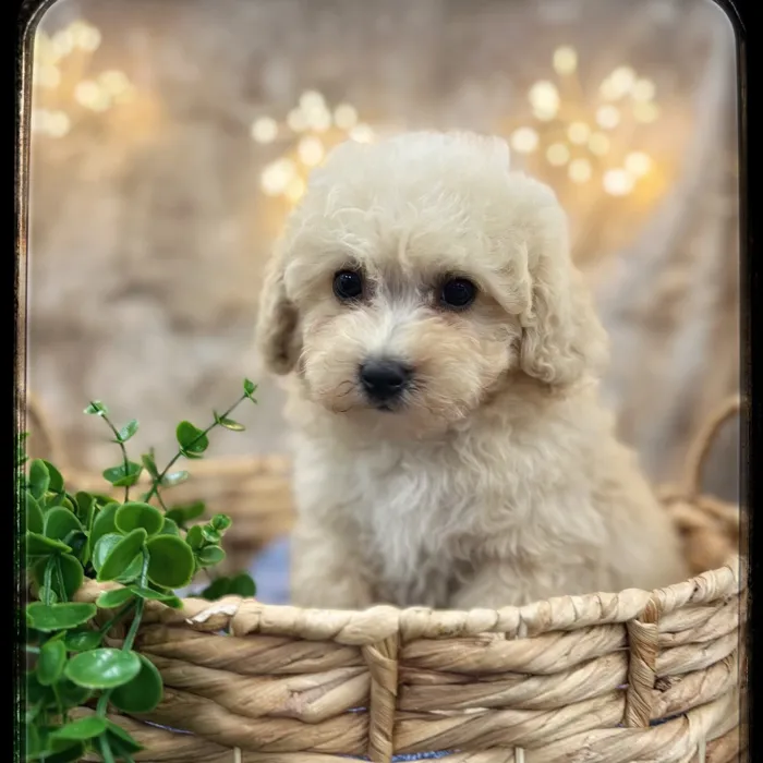 Male Pom-A-Poo puppy named Rowan for sale at Idaho Puppy - Twin Falls.