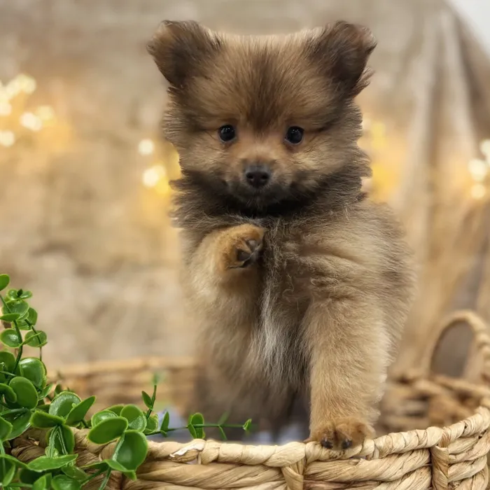 Male Pomeranian puppy named Louie for sale at Idaho Puppy - Coeur d'Alene.