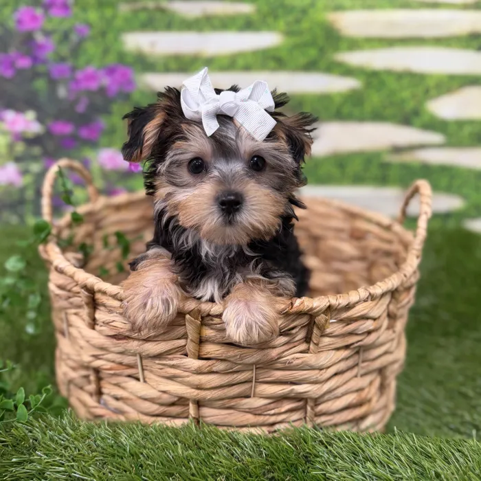 Female Morkie puppy named June for sale at Idaho Puppy - Twin Falls.