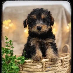 Male Yorkie-Poo puppy named Angus for sale at Idaho Puppy - Nampa.