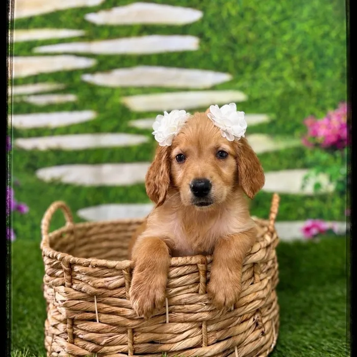 Female Golden Retriever puppy named Faith for sale at Idaho Puppy - Meridian.