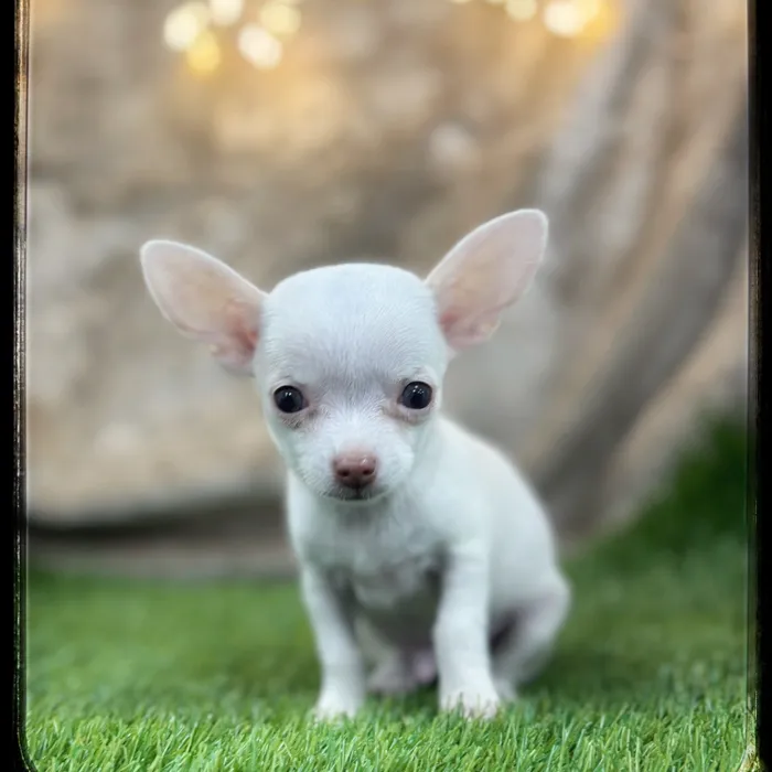 Male Chihuahua puppy named Bartok for sale at Idaho Puppy - Coeur d'Alene.