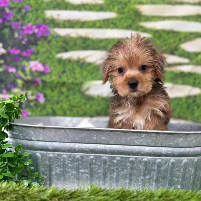 Male Morkie puppy named Grover for sale at Idaho Puppy - Nampa.