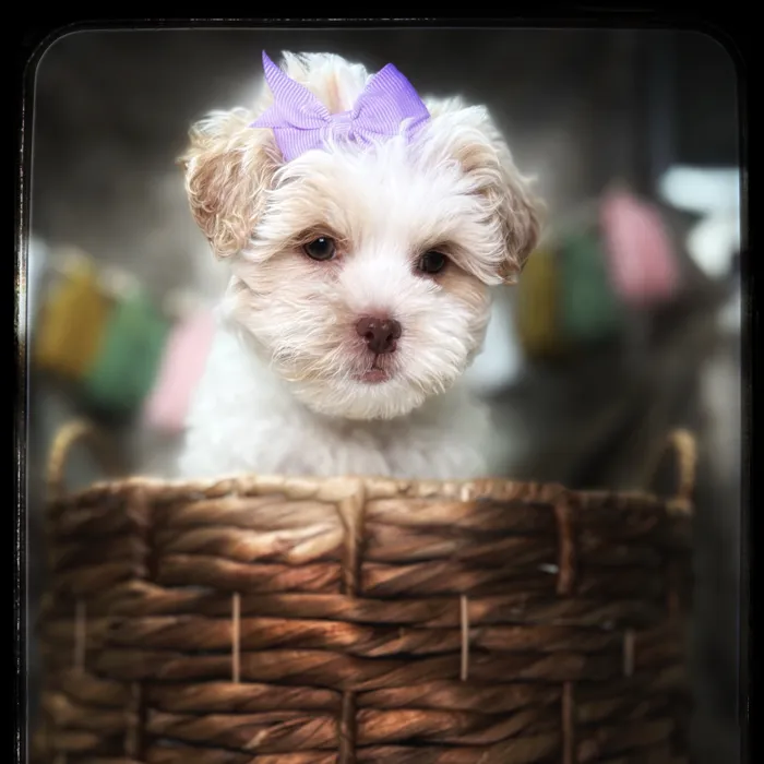 Female Shipoo puppy named Lily for sale at Idaho Puppy - Coeur d'Alene.