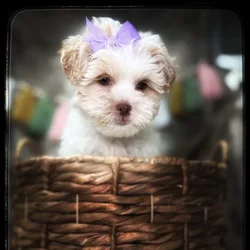 Female Shipoo puppy named Lily for sale at Idaho Puppy - Coeur d'Alene.
