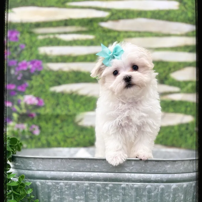 Female Maltese puppy named Mimi for sale at Idaho Puppy - Coeur d'Alene.