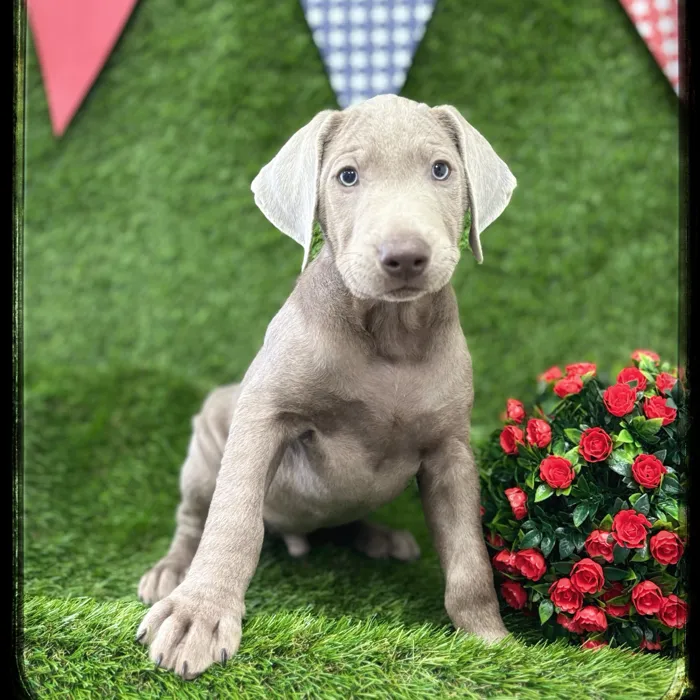 Male Labrador Retriever puppy named Bennett for sale at Idaho Puppy - Coeur d'Alene.