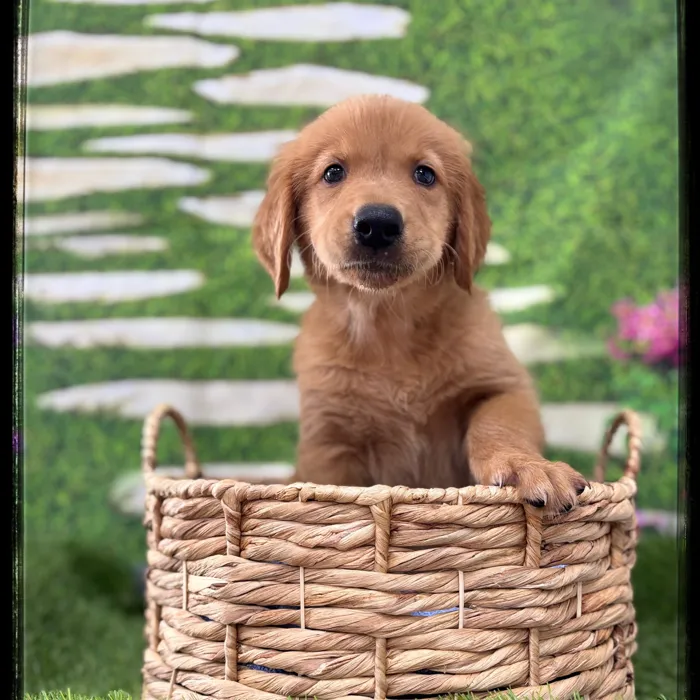 Male Golden Retriever puppy named Waffles for sale at Idaho Puppy - Twin Falls.