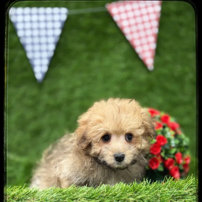 Female Pom-A-Poo puppy named Anne for sale at Idaho Puppy - Nampa.