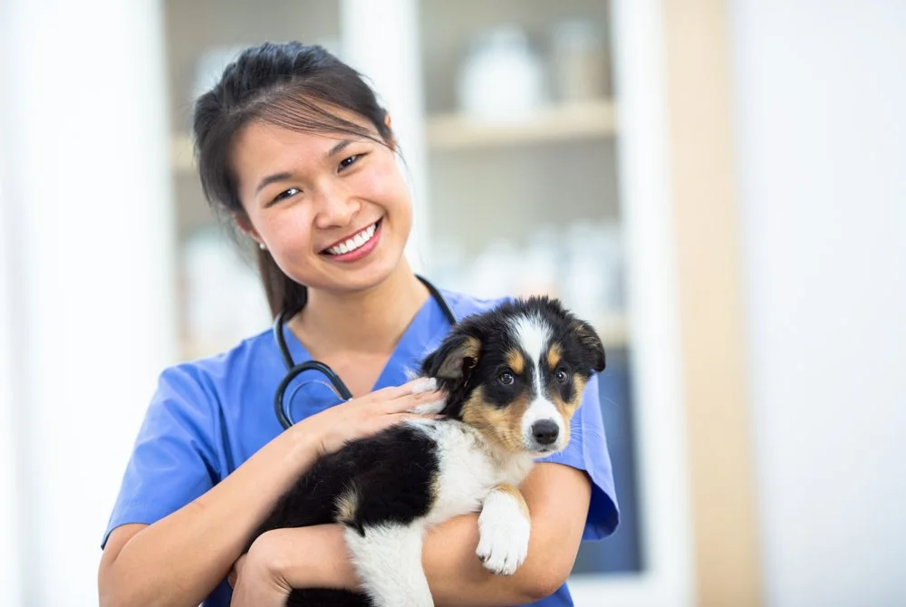 Puppy with owner