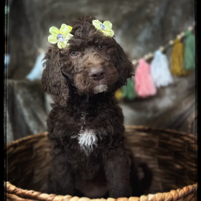 Female Goldendoodle puppy named Leslie for sale at Idaho Puppy - Coeur d'Alene.