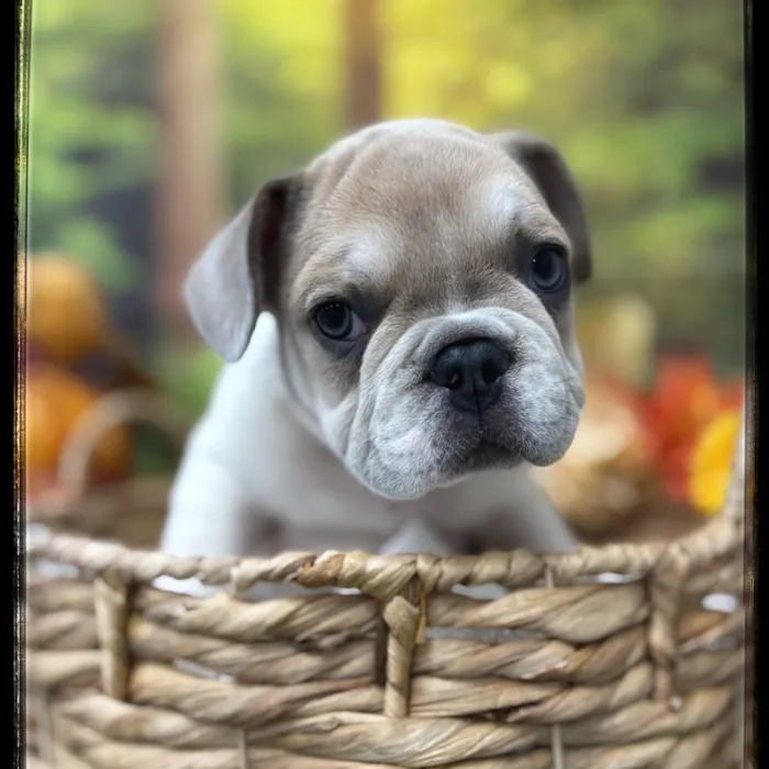 Male French Bulldog puppy named Bud for sale at Idaho Puppy - Meridian.
