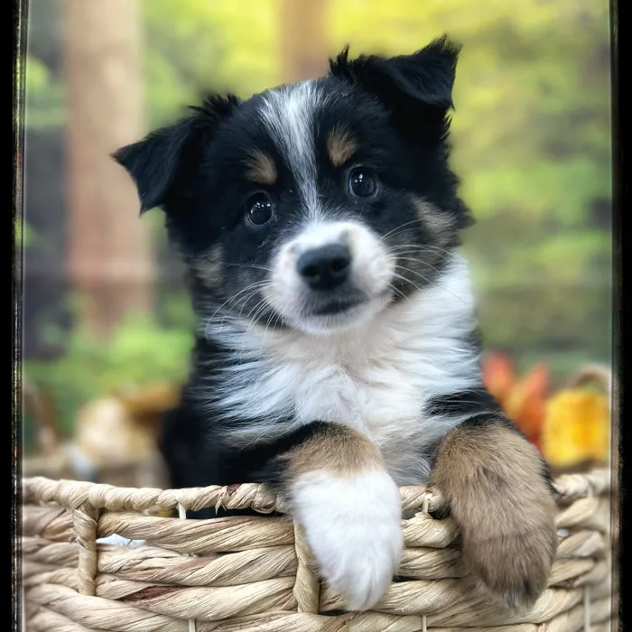 Male Mini Aussie puppy named Oogie for sale at Idaho Puppy - Twin Falls.