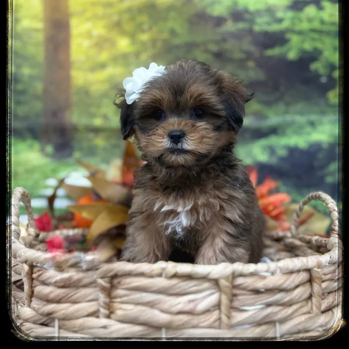 Female Shorkie puppy named Bambi for sale at Idaho Puppy - Nampa.