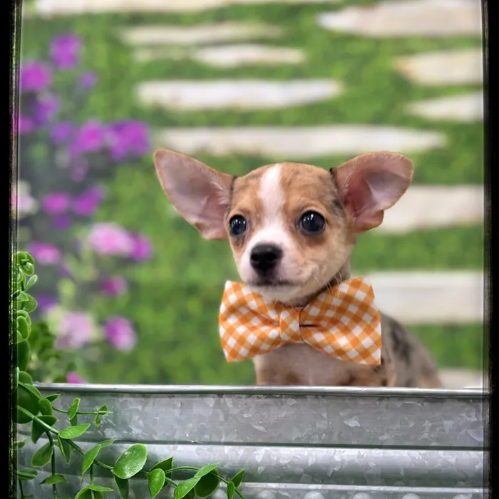 Male Chihuahua puppy named Amigo for sale at Idaho Puppy - Coeur d'Alene.