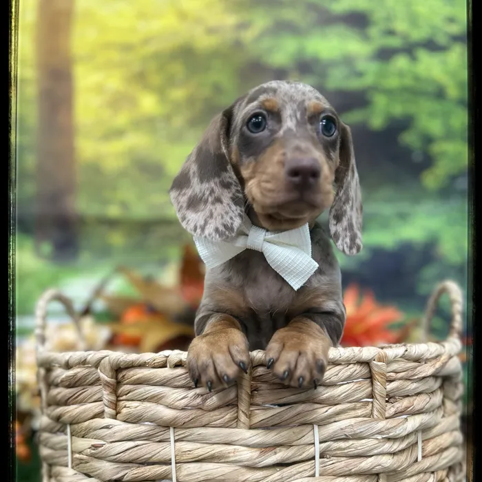Male Mini Dachshund puppy named Riot for sale at Idaho Puppy - Coeur d'Alene.