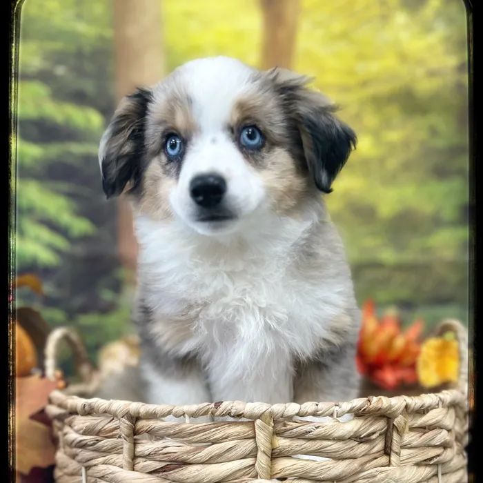 Male Mini Aussie puppy named Carter for sale at Idaho Puppy - Nampa.