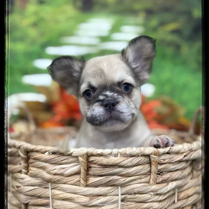 Female Fluffy French Bulldog puppy named Pokey for sale at Idaho Puppy - Coeur d'Alene.