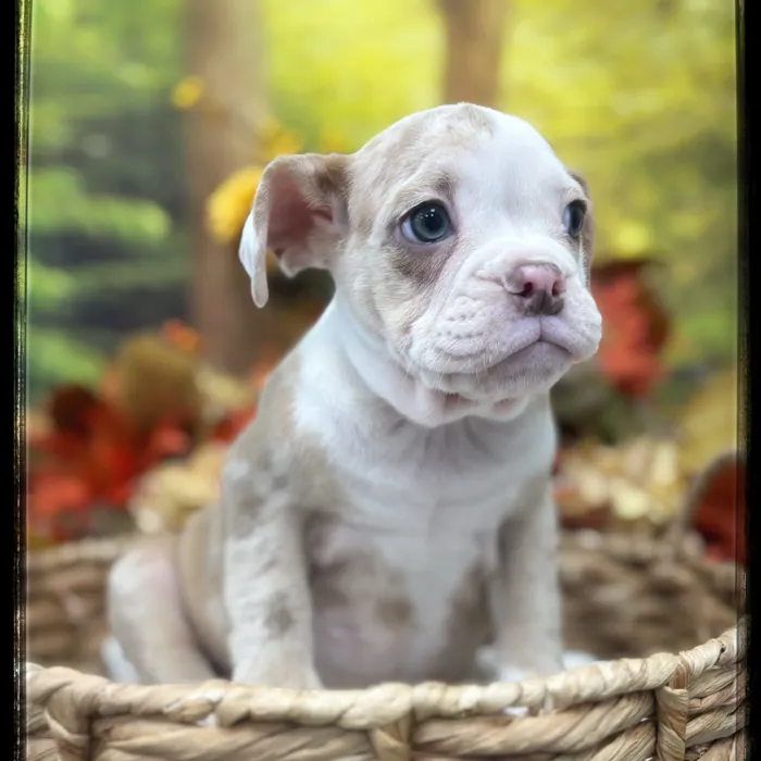 Female Victorian Bulldog puppy named Treat for sale at Idaho Puppy - Twin Falls.