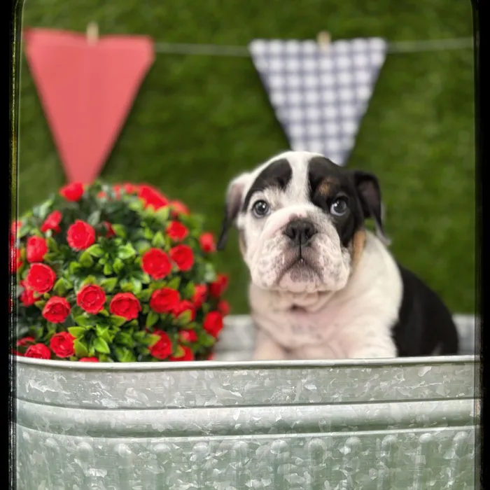 Male English Bulldog puppy named Moose for sale at Idaho Puppy - Coeur d'Alene.