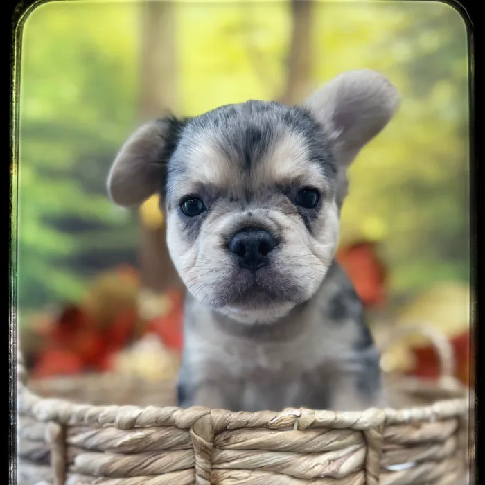 Male French Bulldog puppy named Geppetto for sale at Idaho Puppy - Meridian.