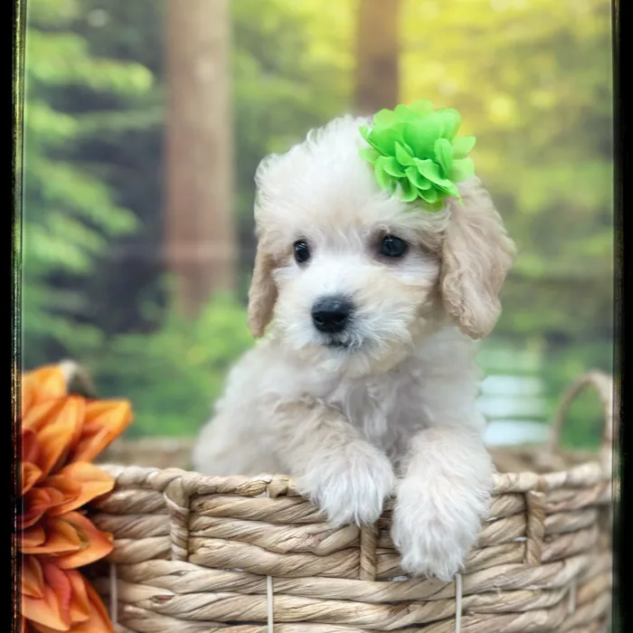 Female Mini Goldendoodle puppy named Willow for sale at Idaho Puppy - Coeur d'Alene.