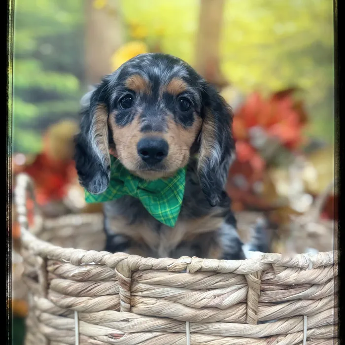 Male Mini Dachshund puppy named Frankenweenie for sale at Idaho Puppy - Twin Falls.