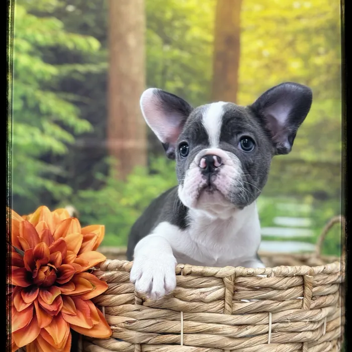 Male French Bulldog puppy named Spice for sale at Idaho Puppy - Nampa.