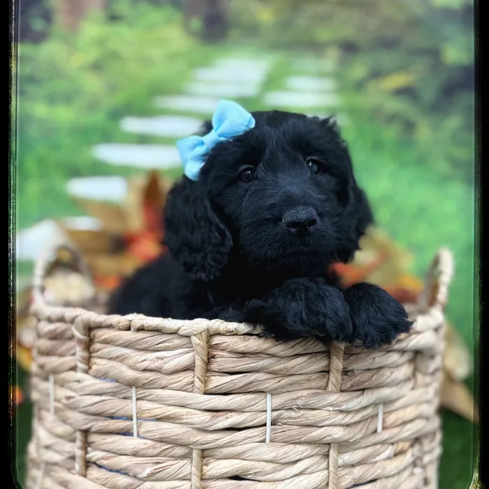 Female Goldendoodle puppy named Bellatrix for sale at Idaho Puppy - Twin Falls.