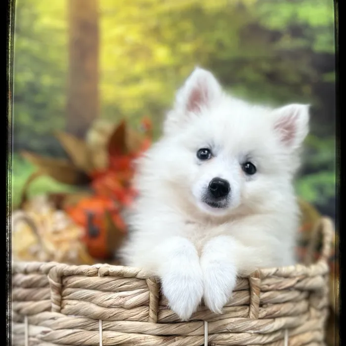 Male American Eskimo puppy named Yeti for sale at Idaho Puppy - Nampa.
