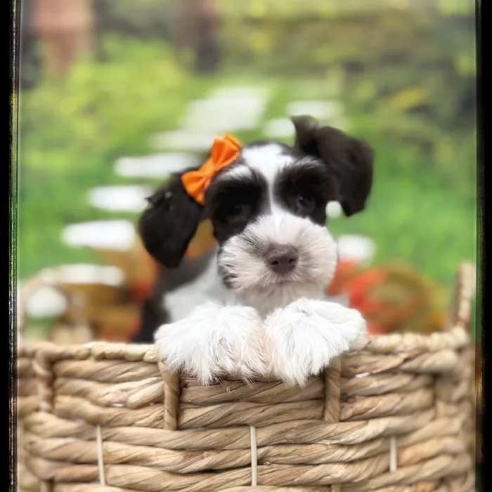 Female Mini Schnauzer puppy named Snickerdoodle for sale at Idaho Puppy - Twin Falls.