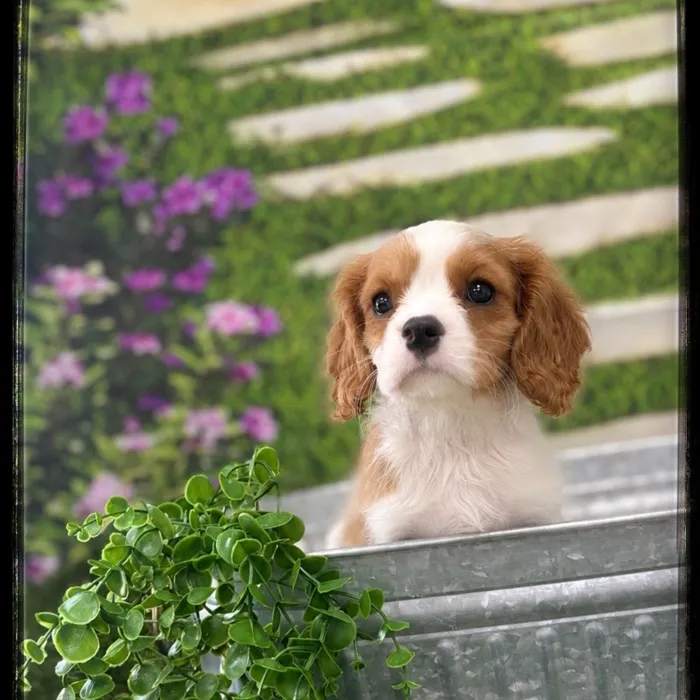 Male Cavalier King Charles Spaniel puppy named Benny for sale at Idaho Puppy - Coeur d'Alene.